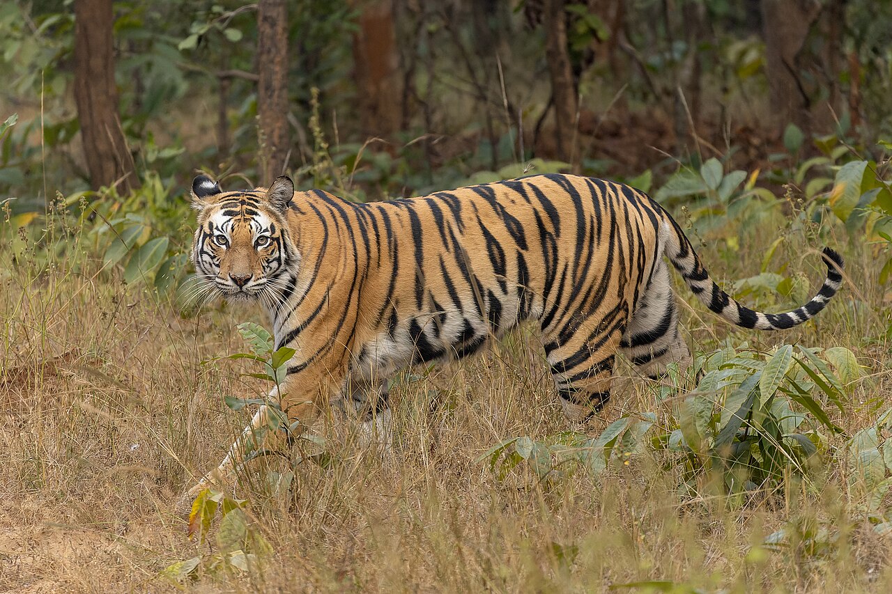 Bengal tiger walking through Sanjay-Dubri Tiger Reserve in India