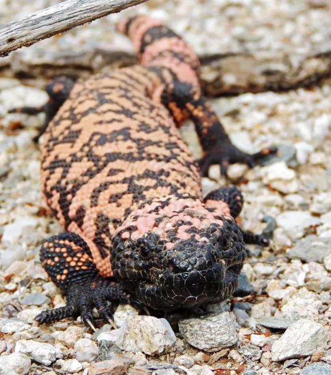 Gila monster