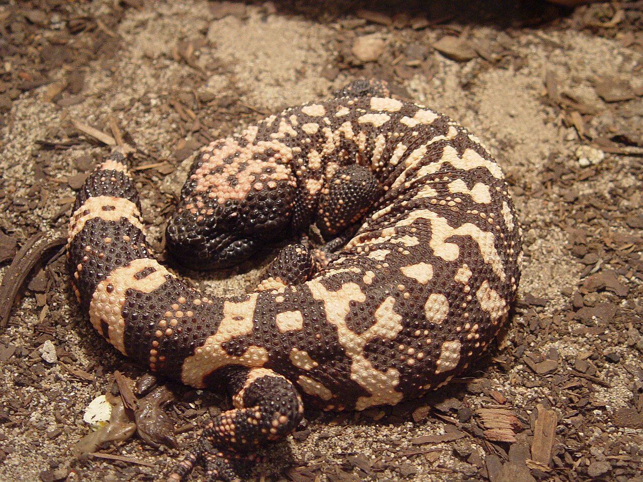 Gila monster