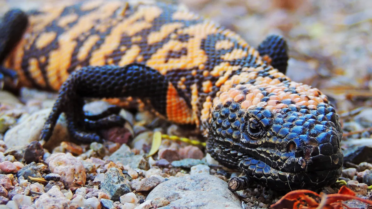Gila monster
