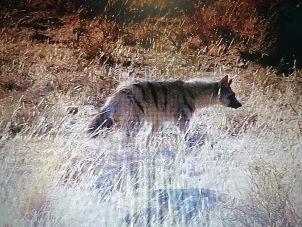 Wild aardwolf Proteles cristata standing in open grassland at Mountain Zebra National Park