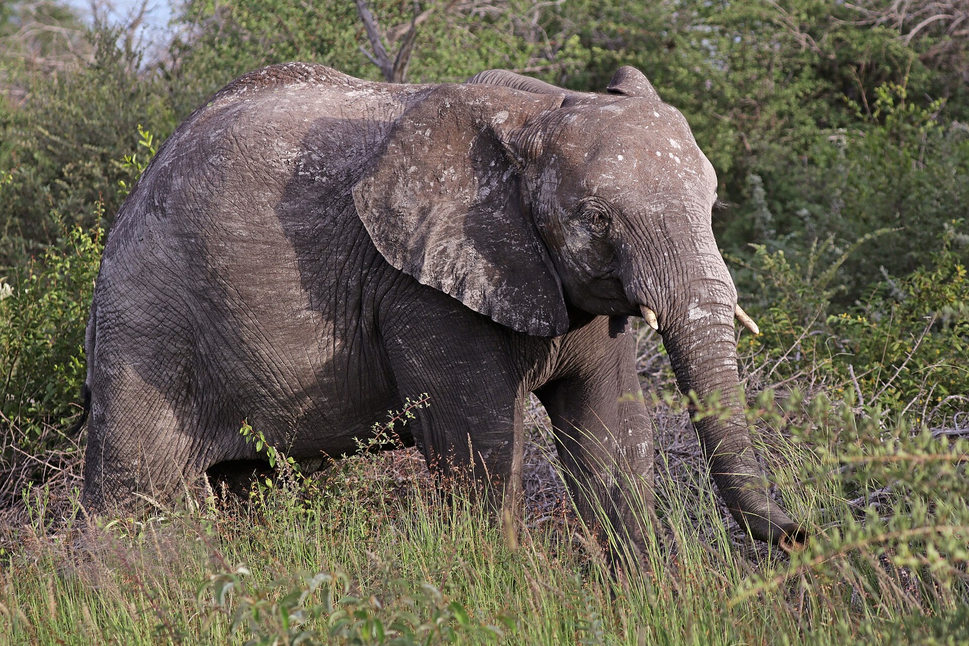 African bush elephant walking through vegetation in Etosha National Park, Namibia