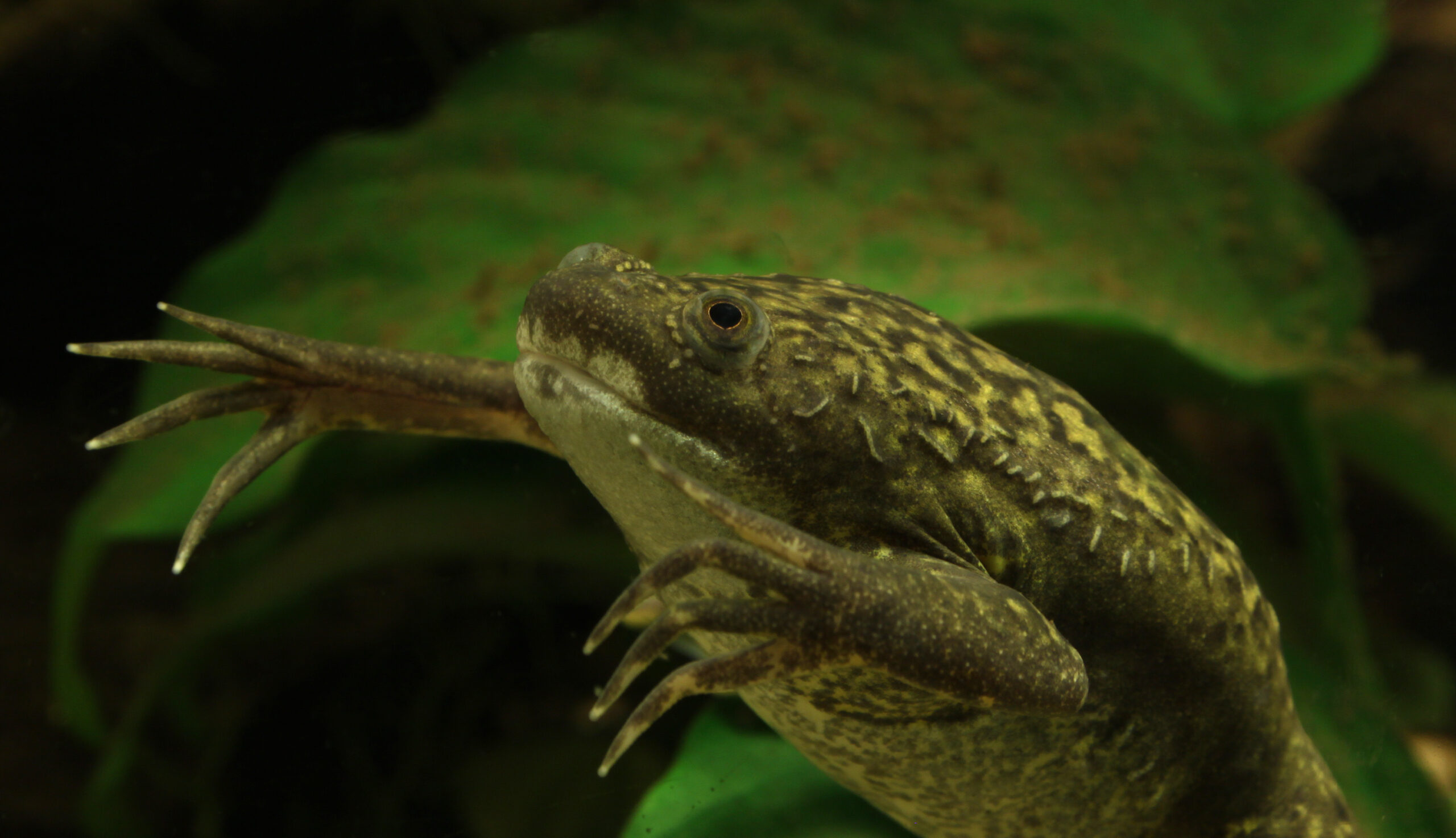 African clawed frog Xenopus laevis underwater showing its flattened body and webbed hind feet