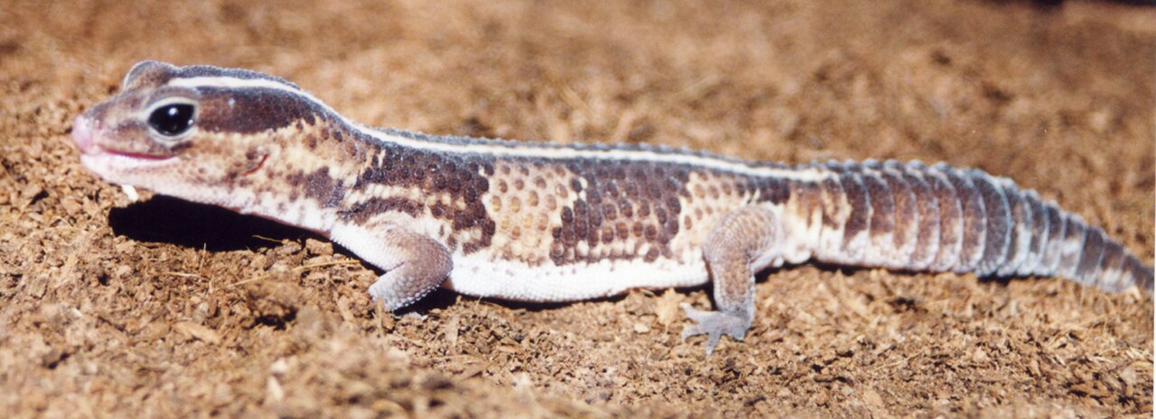 African fat-tailed gecko showing brown bands and thick tail