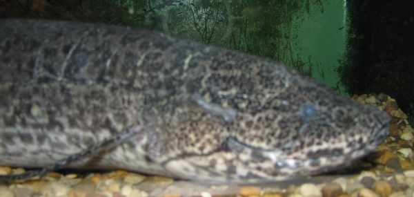 West African lungfish swimming in an aquarium