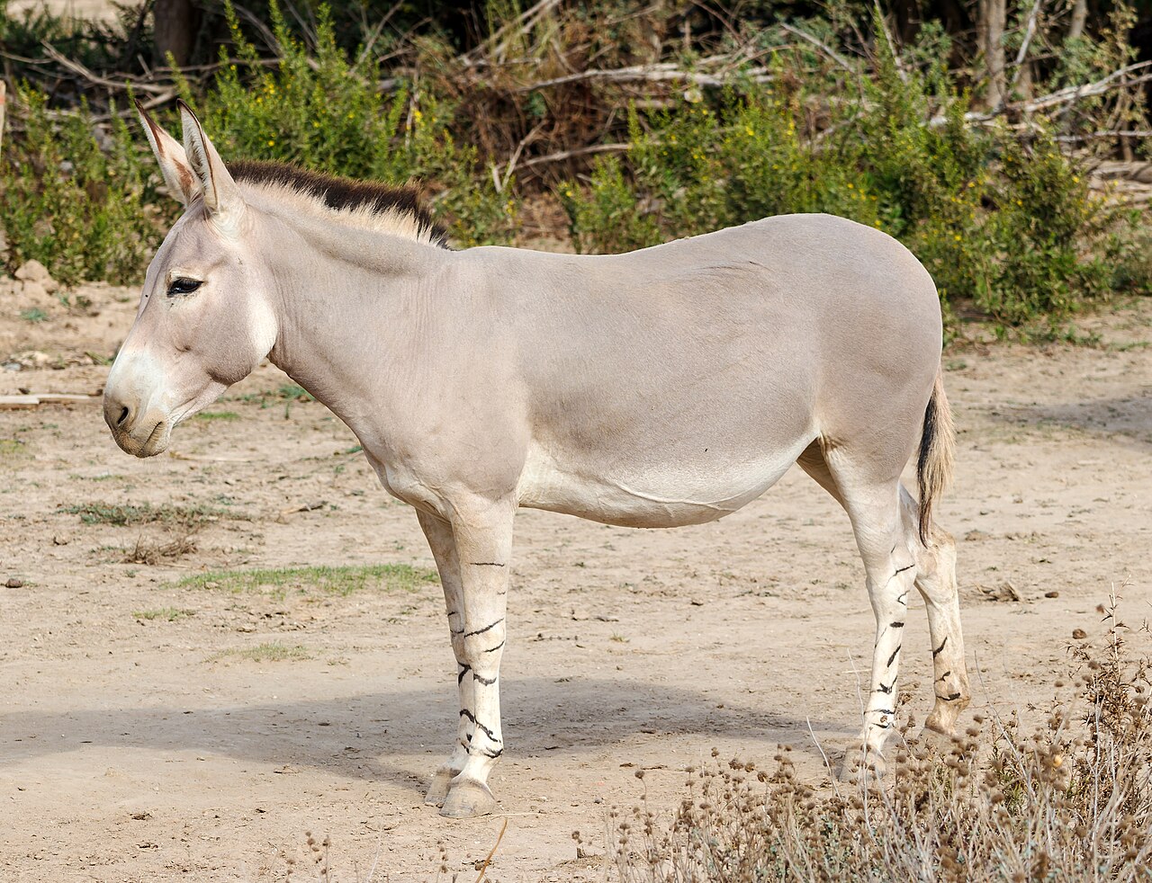 Somali wild ass standing in a dry enclosure with striped lower legs visible