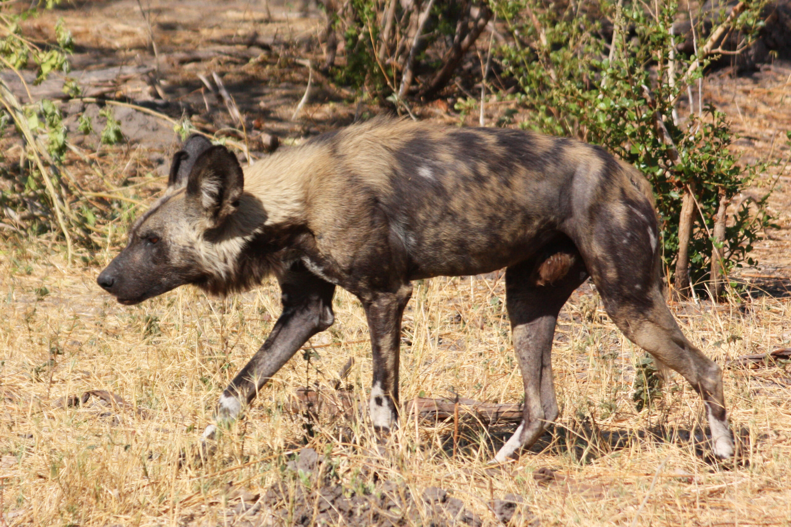 African Wild Dog walking in Botswana, showing its mottled black, tan and white coat