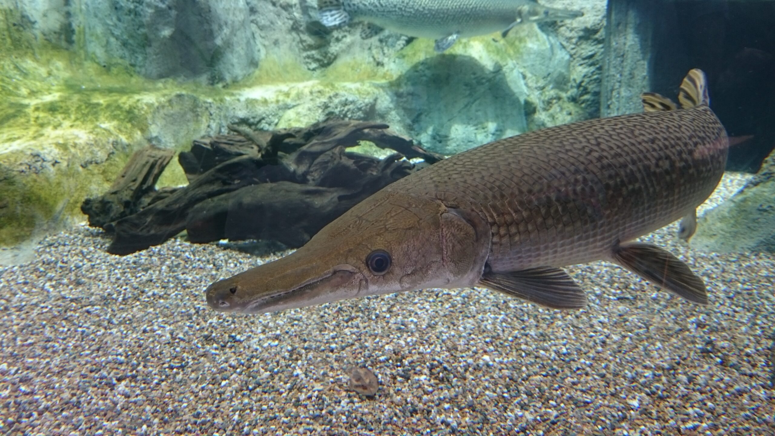 Large Alligator Gar swimming in an aquarium, showing its broad toothy snout, long armored body and rear-set fins