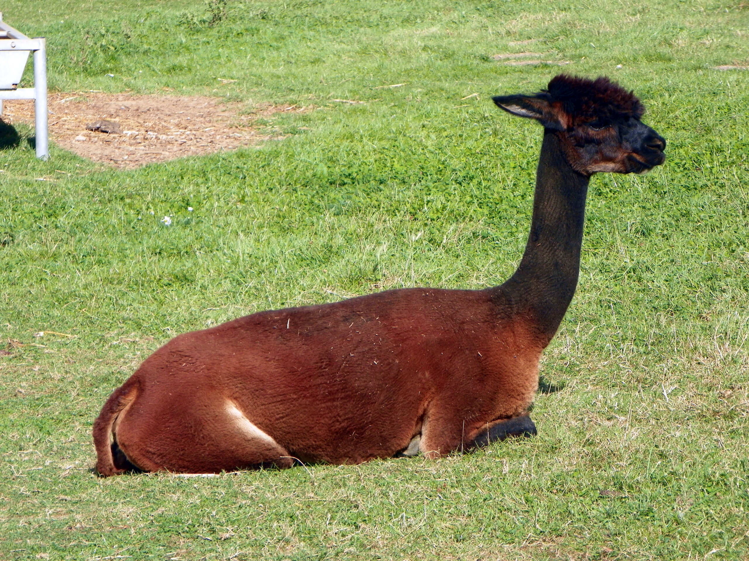 Alpaca standing in a pasture, showing its dense fleece, long neck and upright ears
