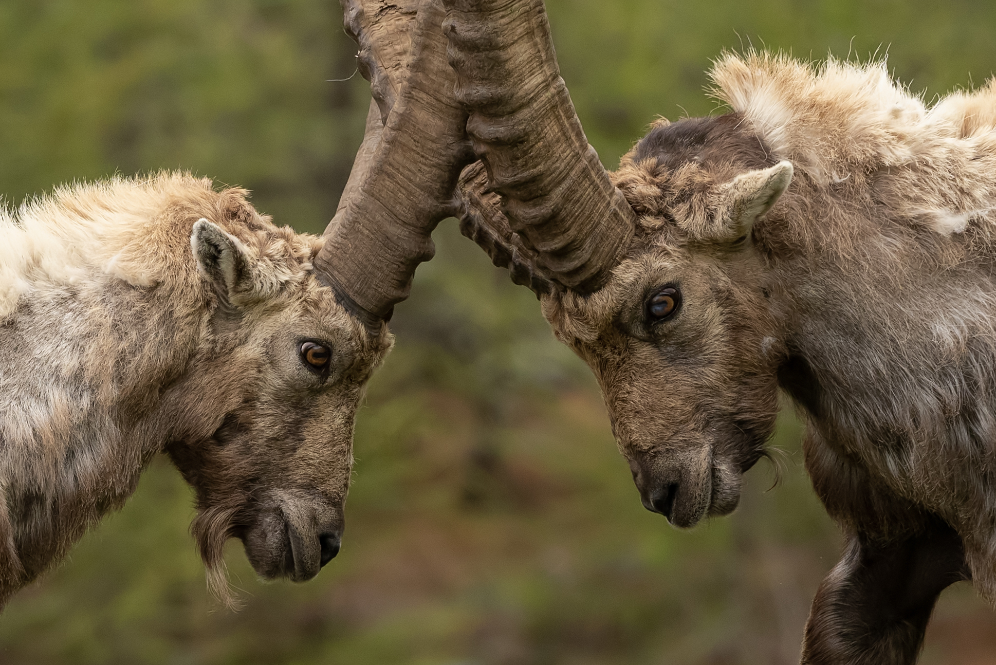Two male Alpine Ibex beginning a horn contest in Gran Paradiso National Park