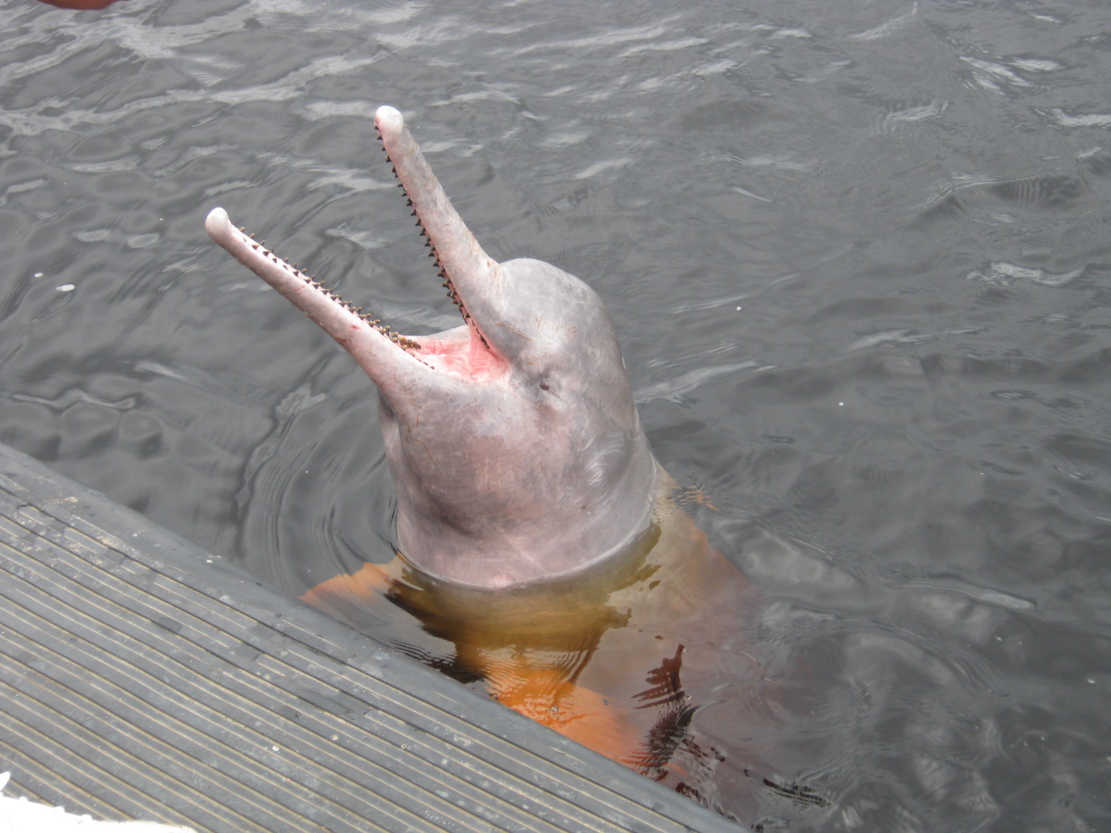 Amazon River Dolphin surfacing in freshwater, showing its long beak and pale pink-gray skin