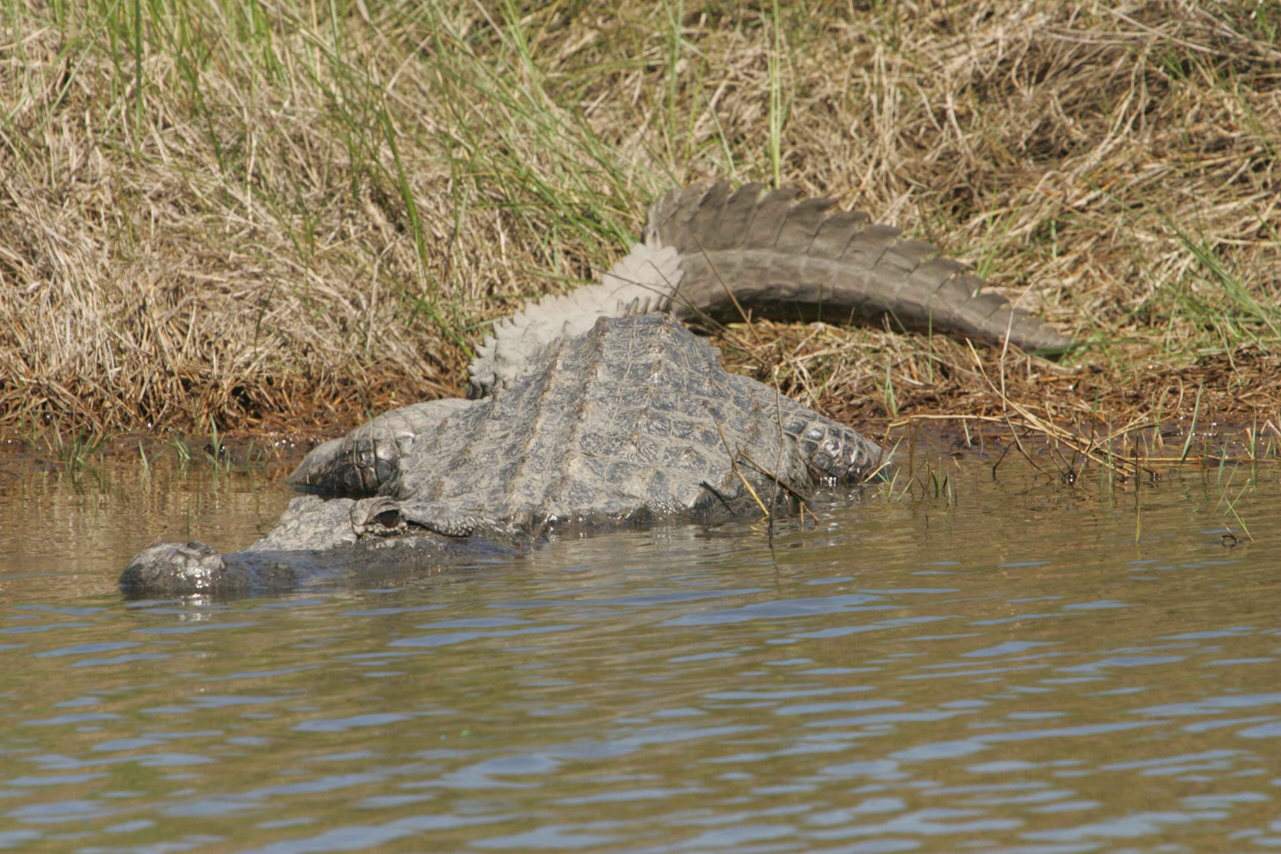 American alligator lying at the edge of the water with its armored back and tail visible