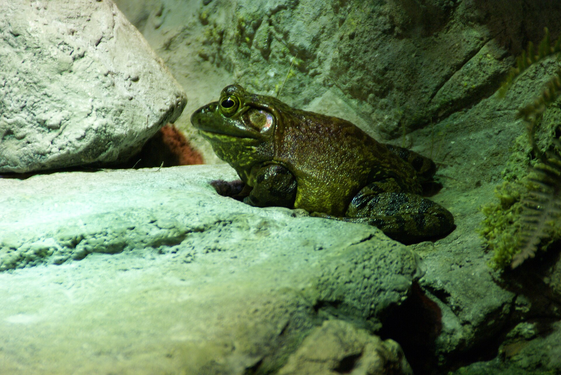Adult American bullfrog resting beside freshwater vegetation