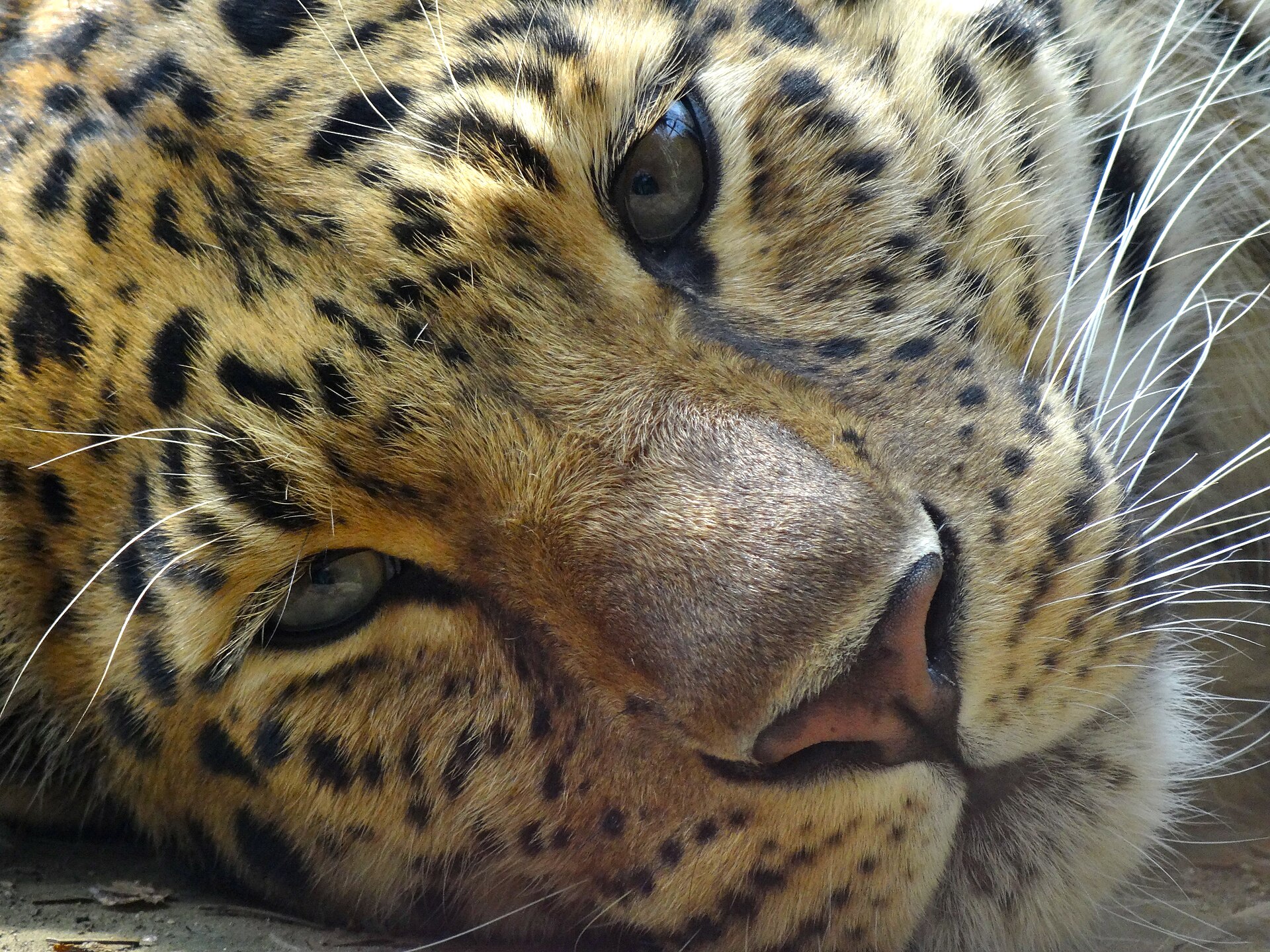 Amur leopard showing pale coat and widely spaced black rosettes