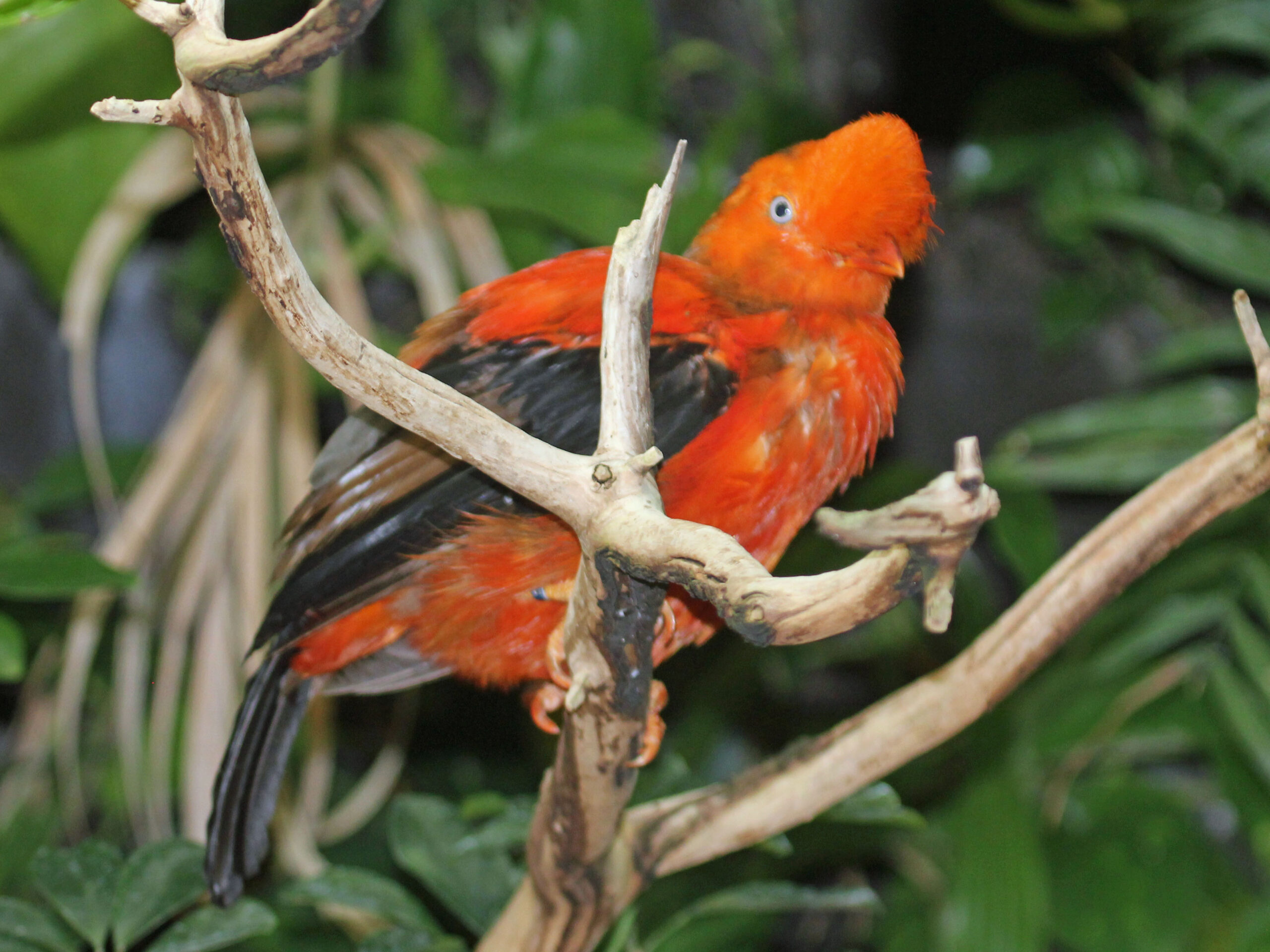 Male Andean Cock-of-the-Rock perched, showing its brilliant orange plumage, rounded crest and black wings