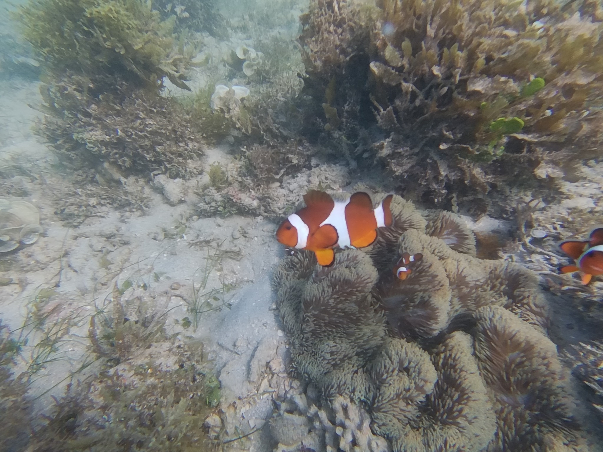 Ocellaris anemonefish Amphiprion ocellaris beside a host sea anemone in the Philippines