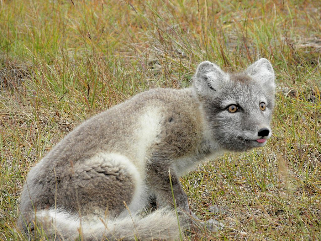 Arctic Fox in its brown-gray autumn coat sitting on tundra in Svalbard