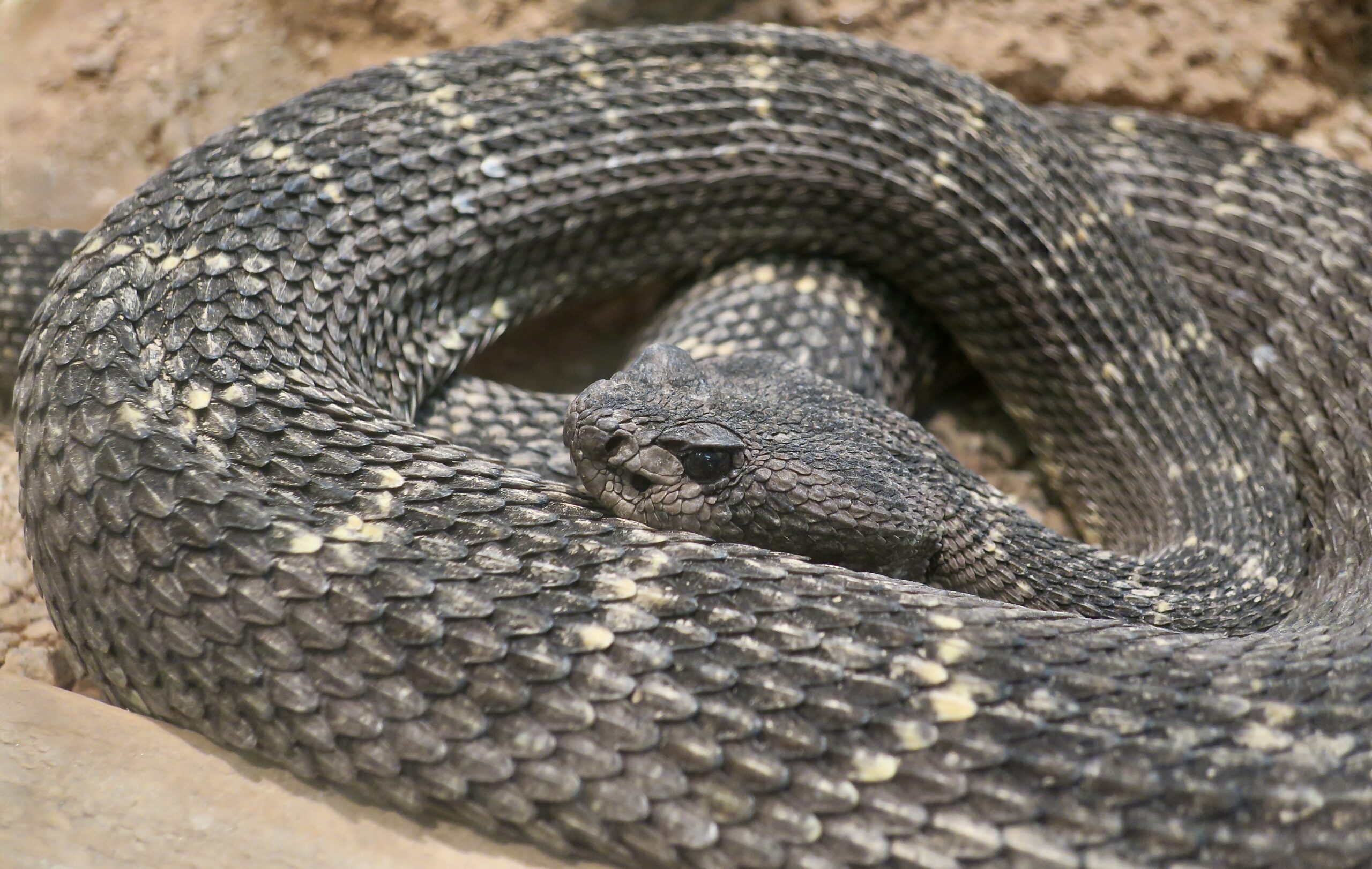Adult Arizona Black Rattlesnake coiled among rocks, showing its dark scales, broad head and tail rattle