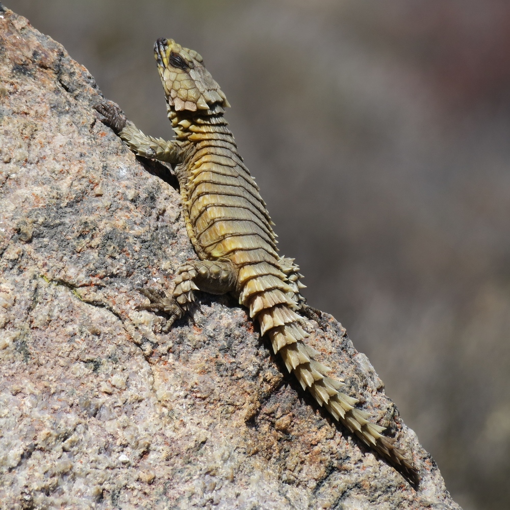 Armadillo Girdled Lizard on rock, showing heavily armored scales and a spiny tail