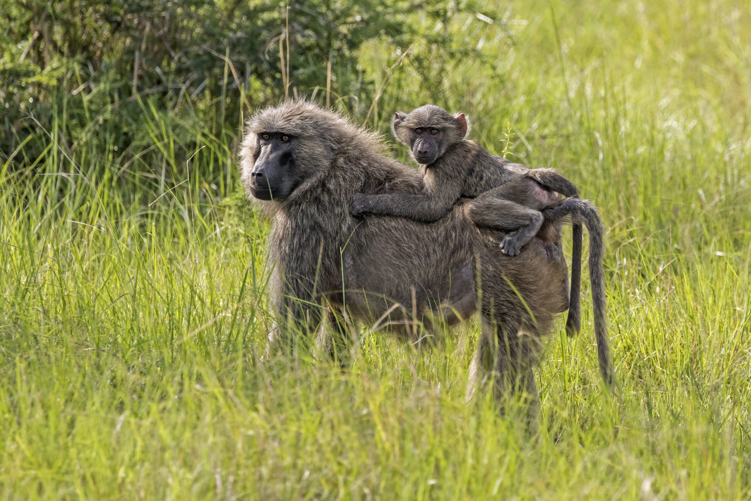 Female olive baboon carrying a young infant on her back in Uganda