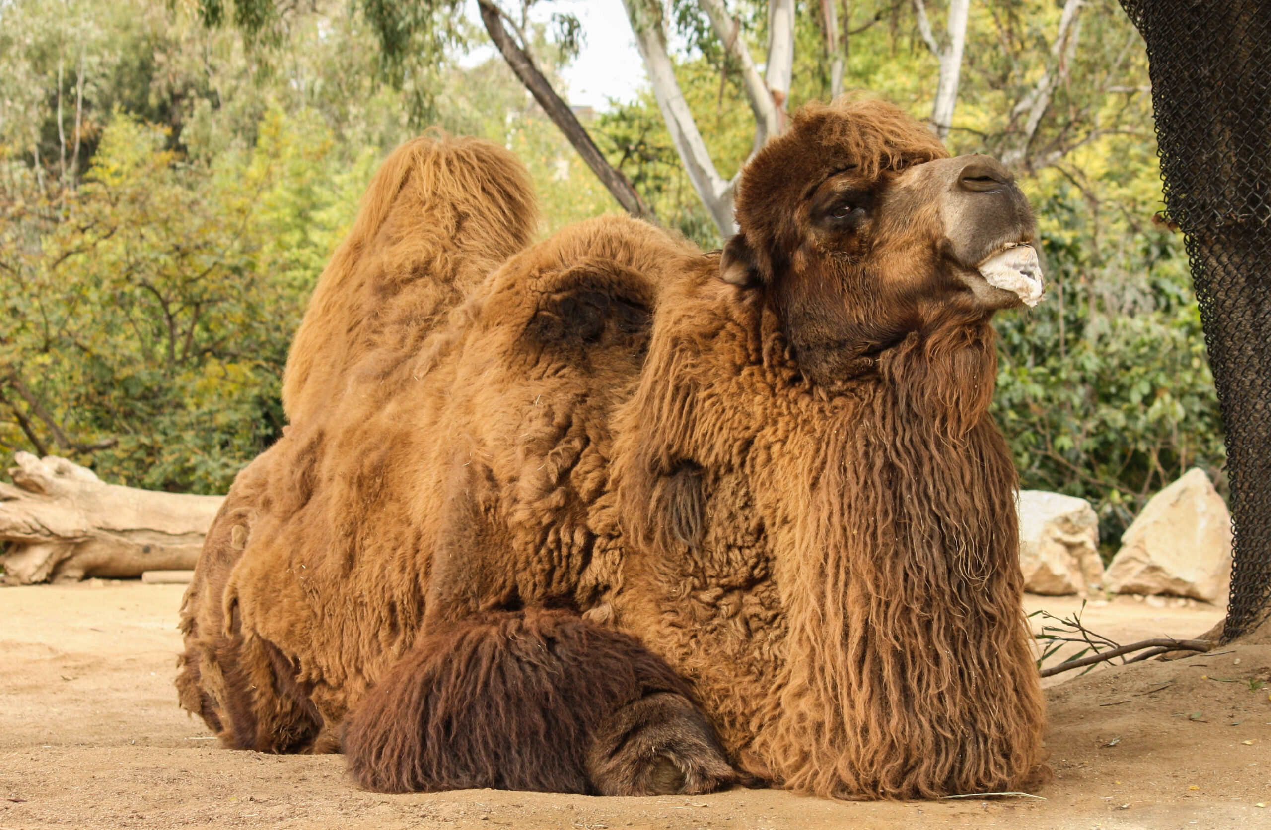 Domestic Bactrian Camel standing in an enclosure, showing two humps and a shaggy brown coat