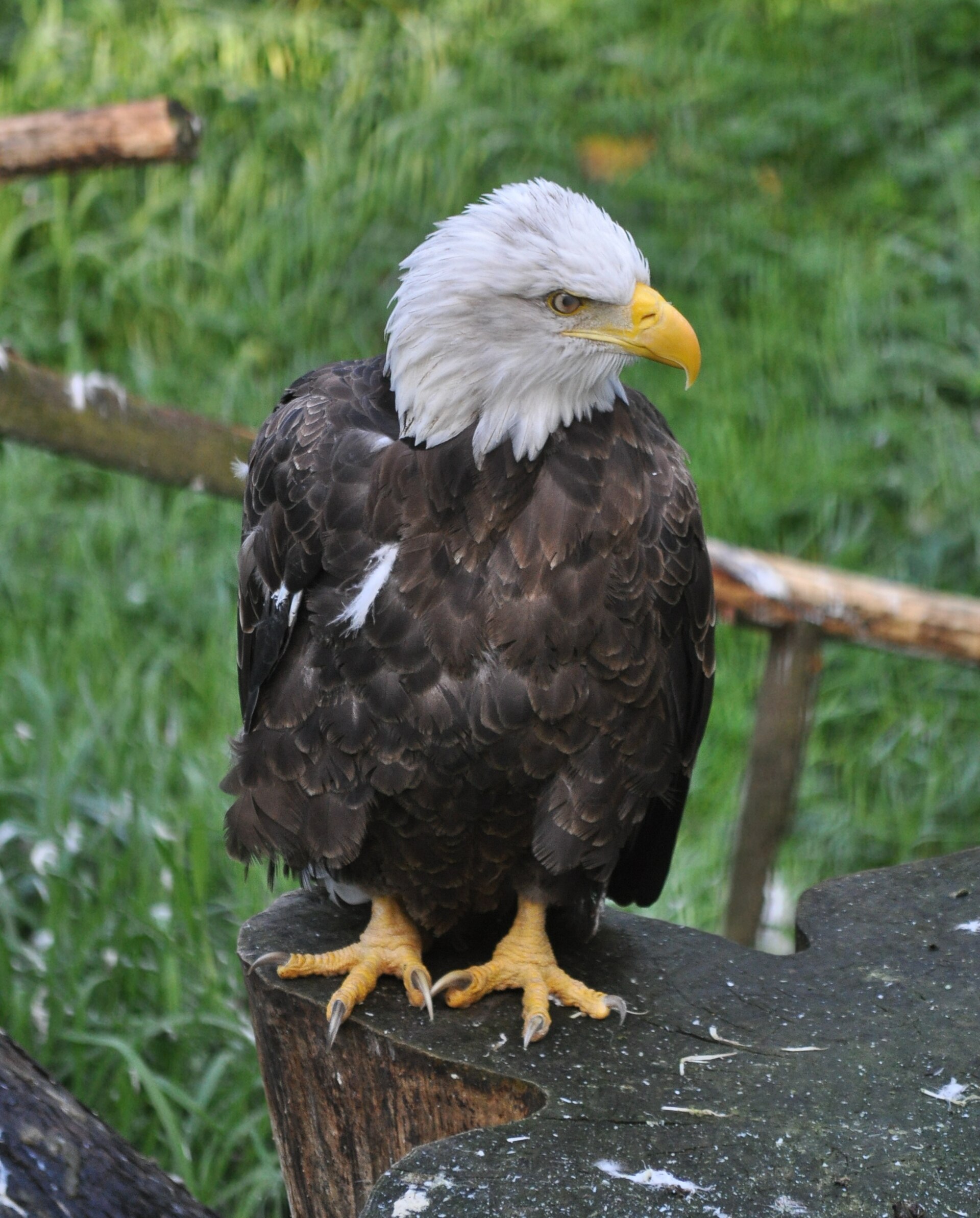 Adult bald eagle perched with white head visible