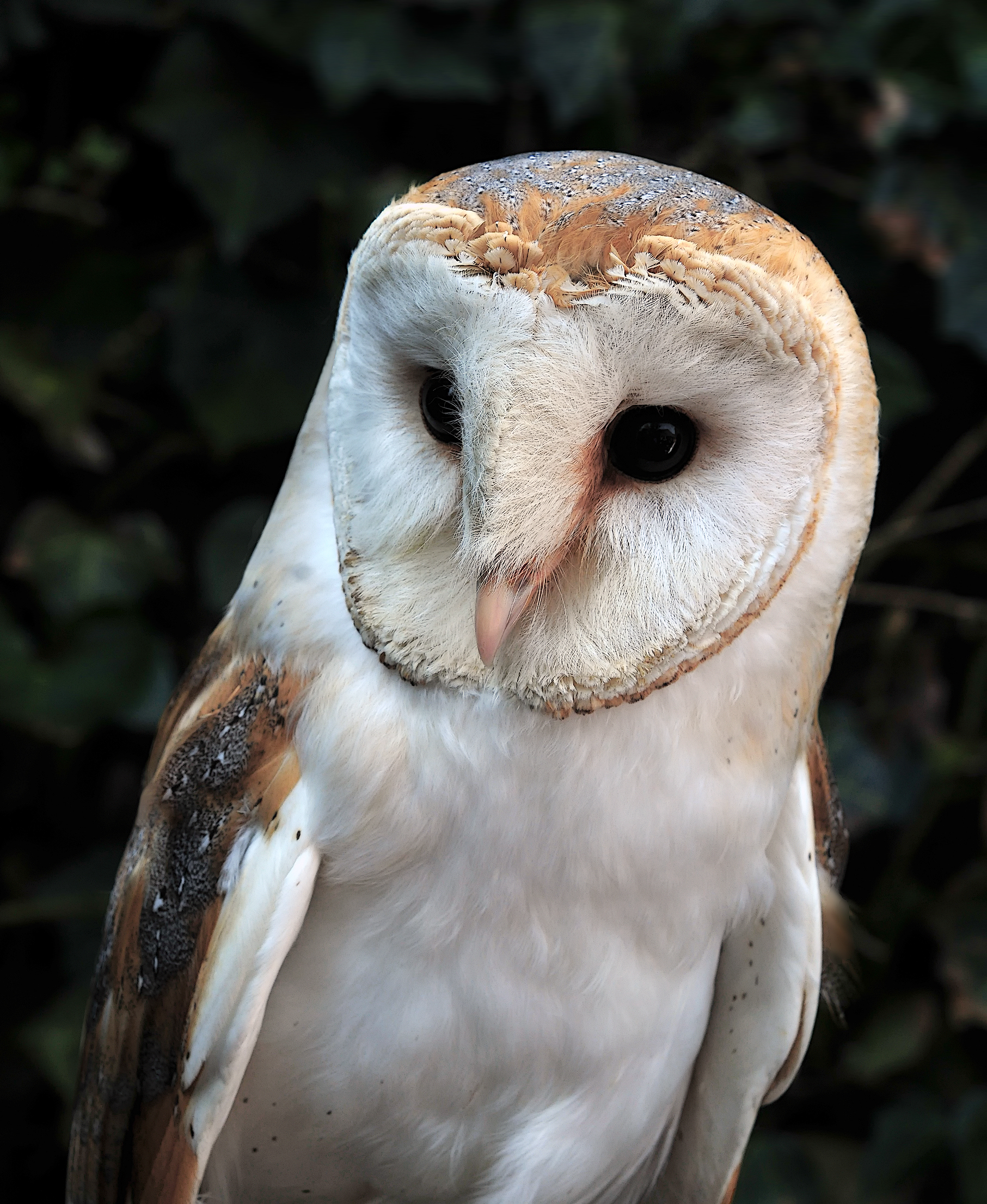 Barn owl perched with heart-shaped facial disc visible