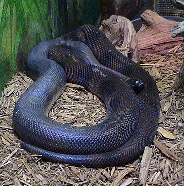 Bismarck Ringed Python coiled with glossy black and orange-brown banded scales