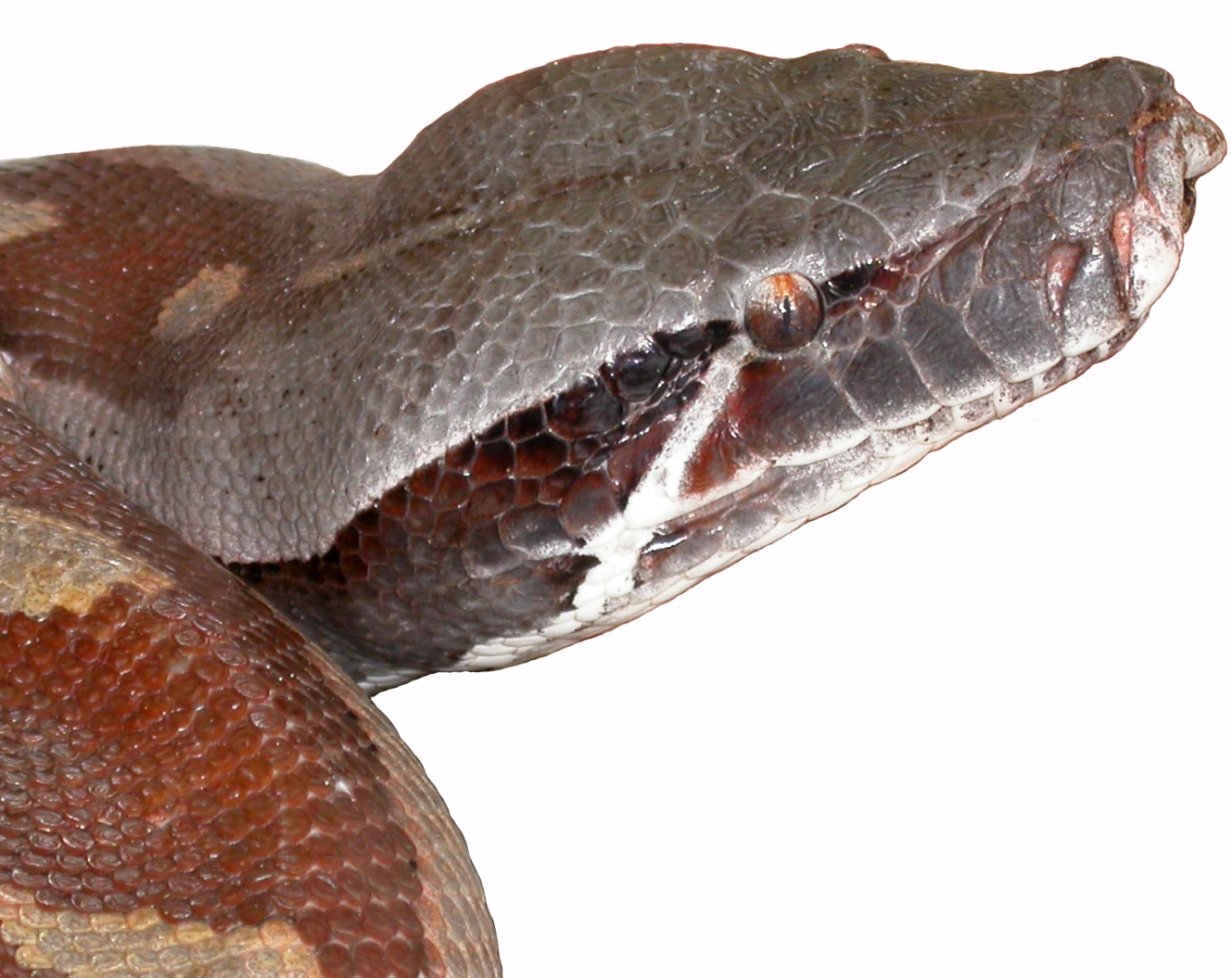 Blood Python head showing broad jaws, dark eye stripe and red-brown patterned scales