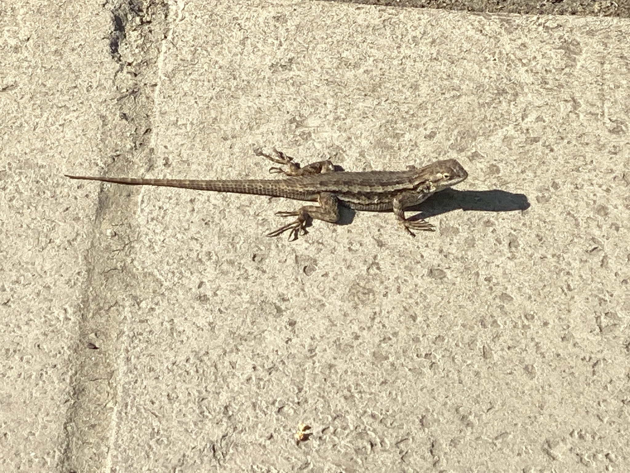 Western Fence Lizard perched on rough bark with spiny brown scales visible