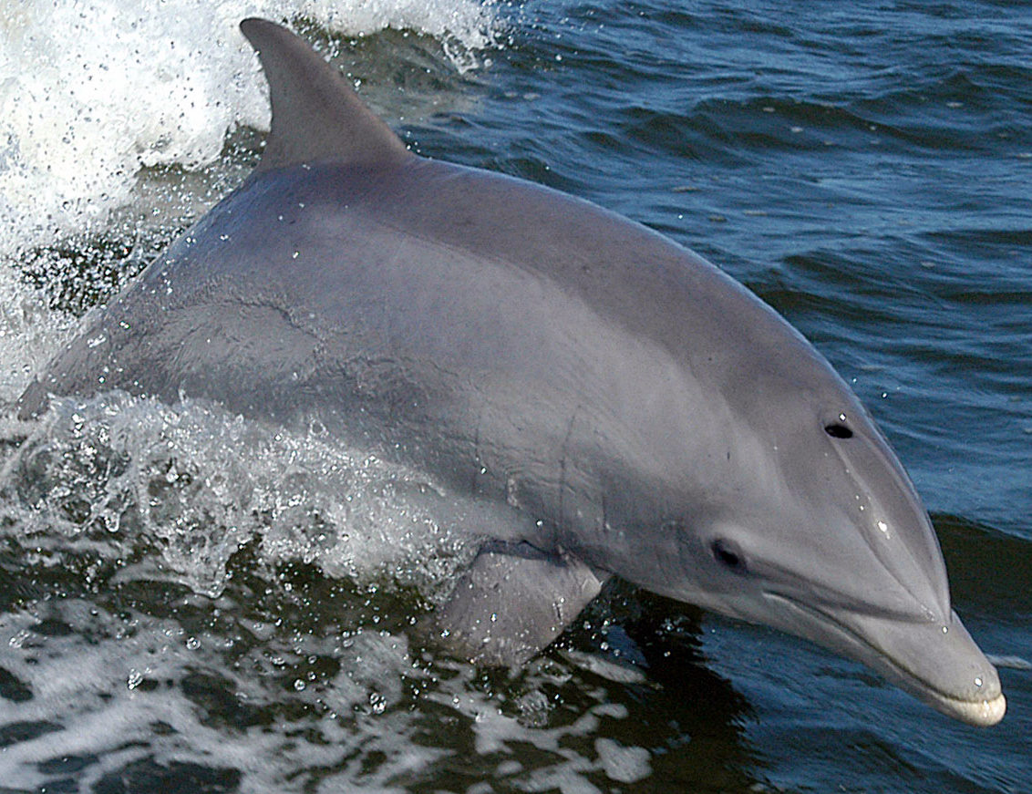 Common Bottlenose Dolphin surfing a research boat wake near Kennedy Space Center, Florida