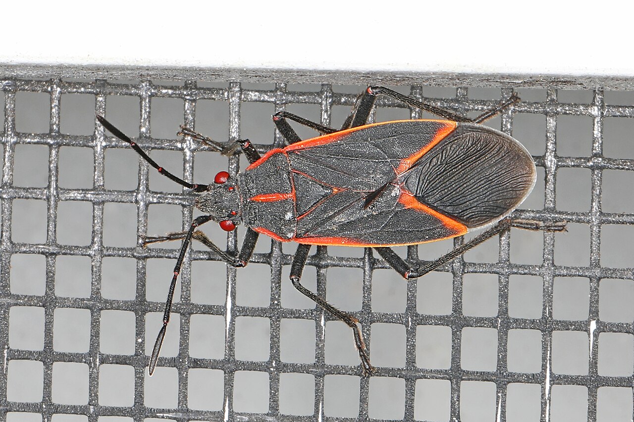 Adult eastern boxelder bug Boisea trivittata showing black wings and red-orange lines