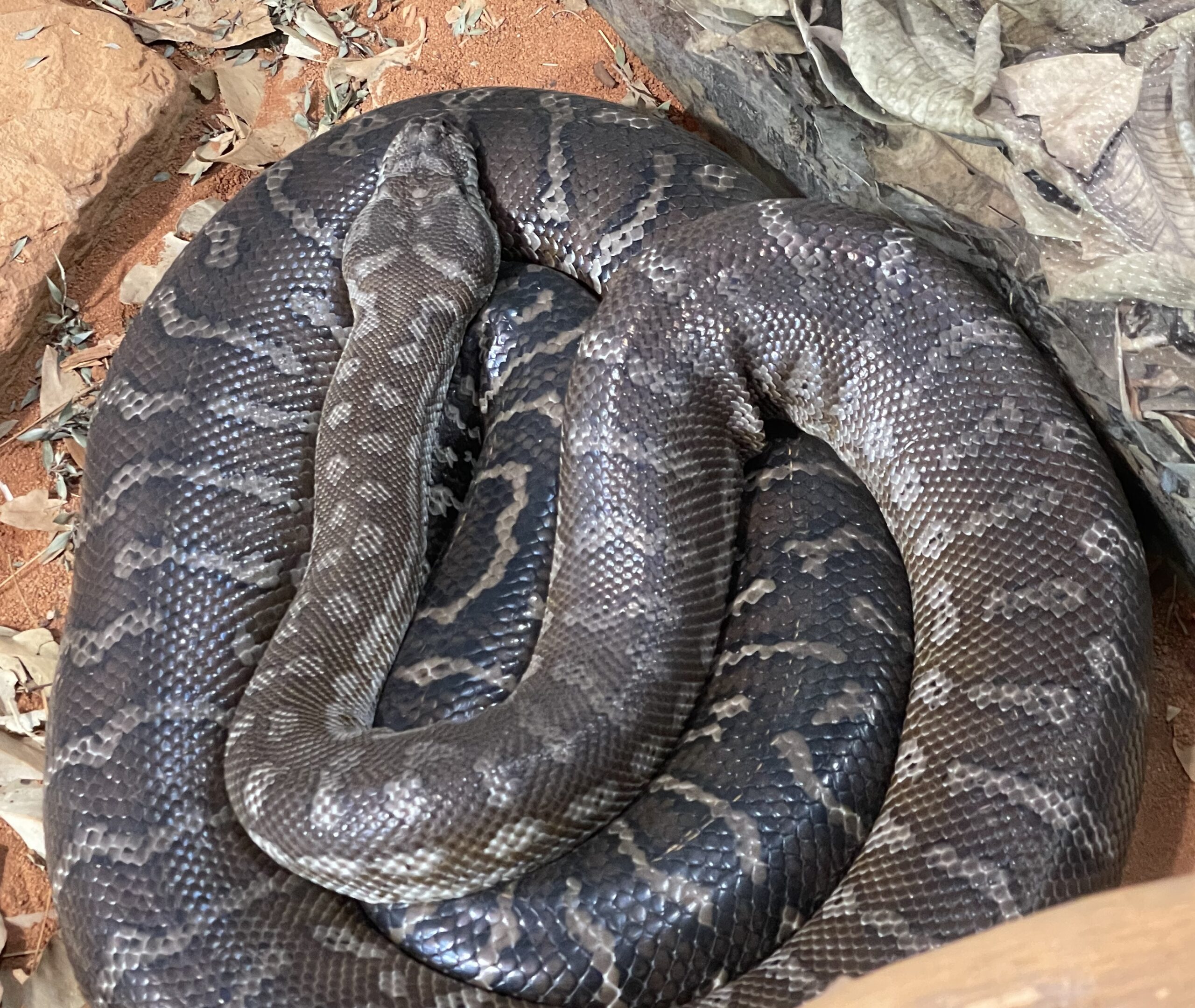 Bredl’s Python coiled with reddish-brown scales and pale cream crossbands