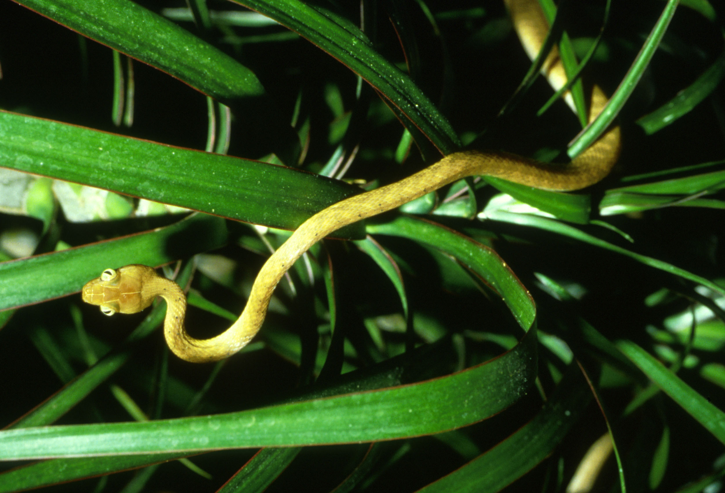 Brown Tree Snake with large eyes and brown patterned body coiled among branches
