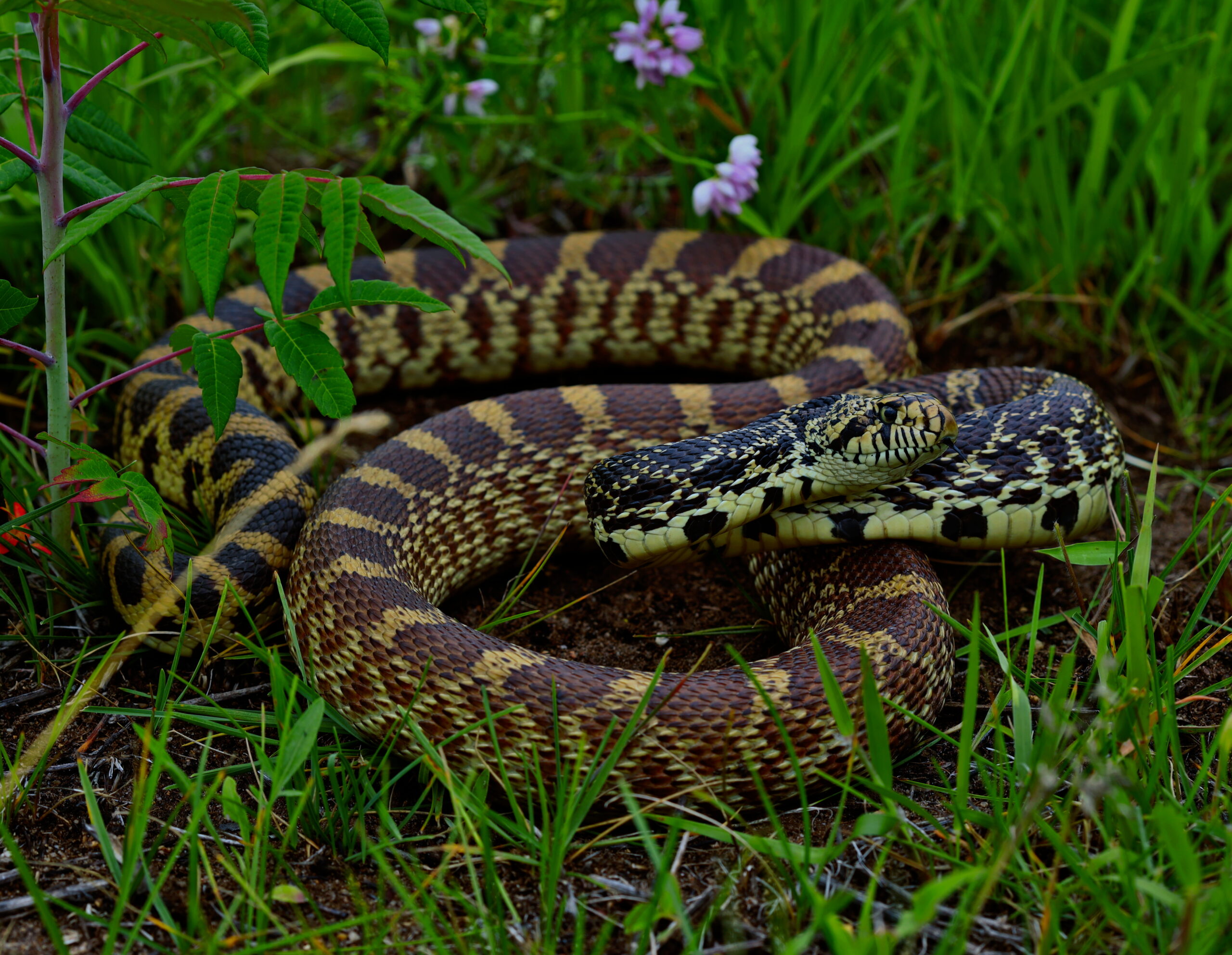 Bullsnake with tan scales and dark brown blotches moving through green prairie plants