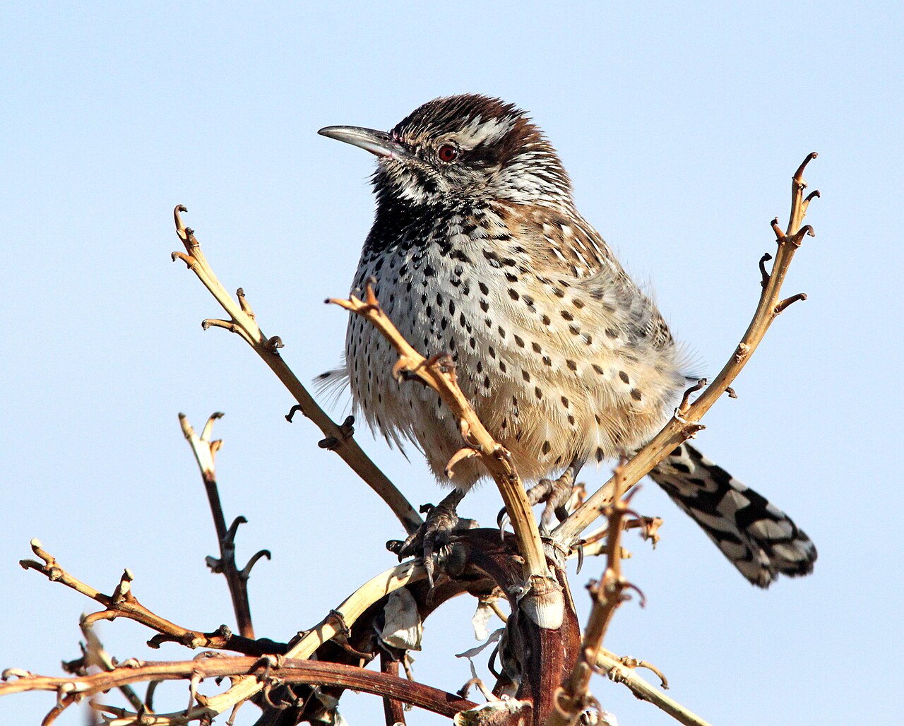 Cactus wren perched in a desert tree