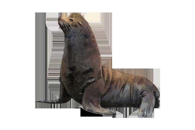 California Sea Lion resting upright on a rocky shore, showing its long foreflippers and visible ear flaps