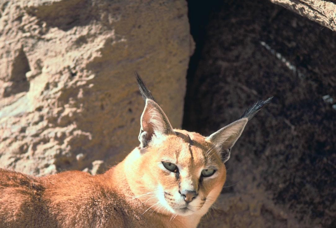 Close portrait of a Caracal showing reddish fur, black facial markings and long black ear tufts