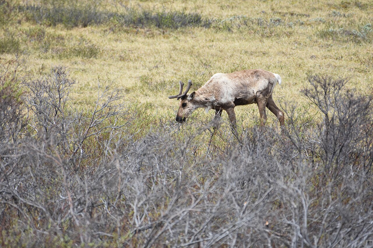 Caribou standing on tundra in Denali National Park, Alaska