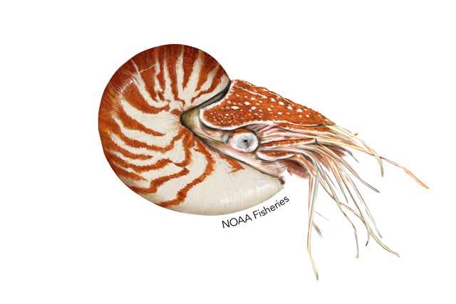 Chambered Nautilus swimming underwater with a striped spiral shell and many tentacles visible