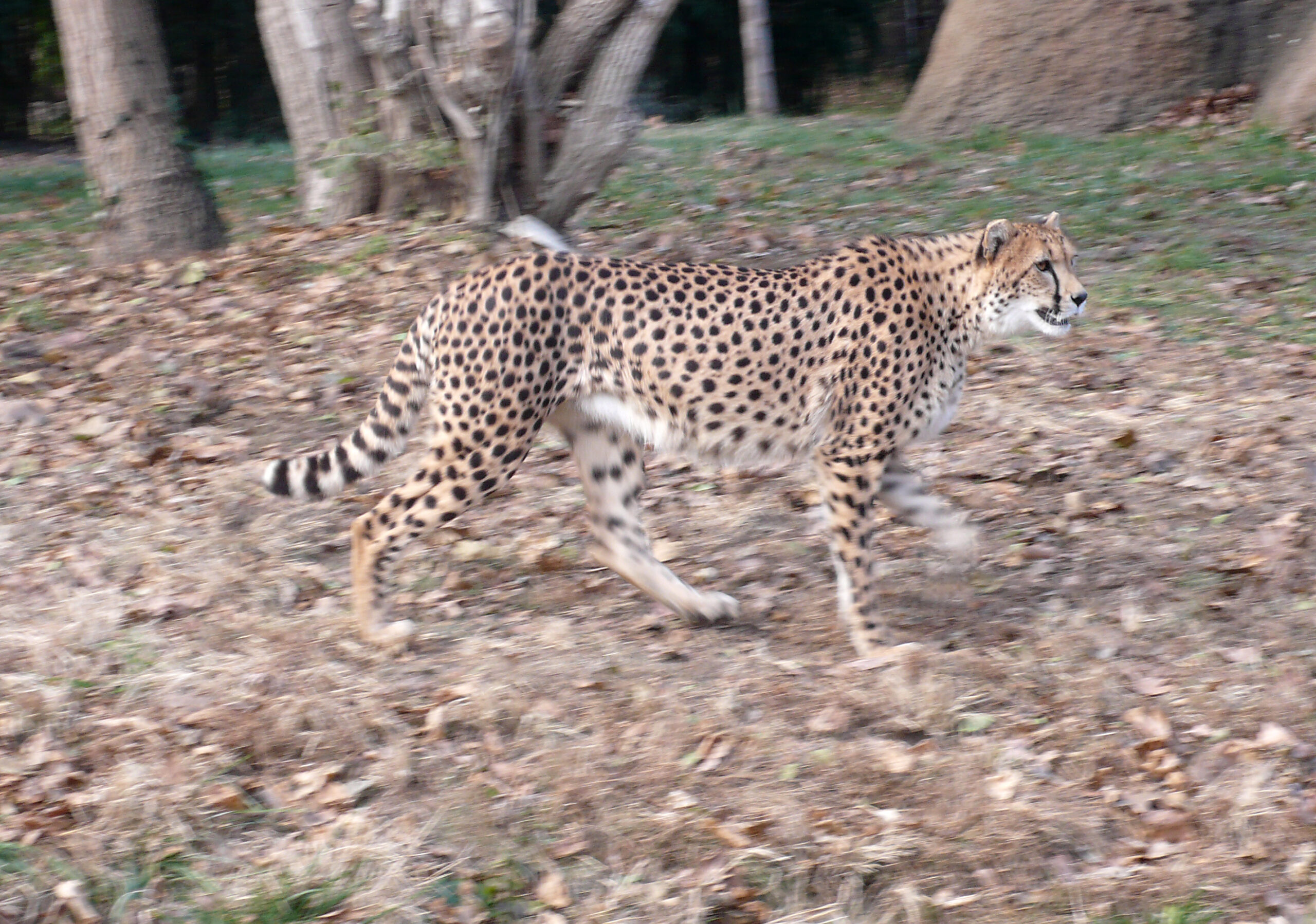 Adult cheetah standing on grass