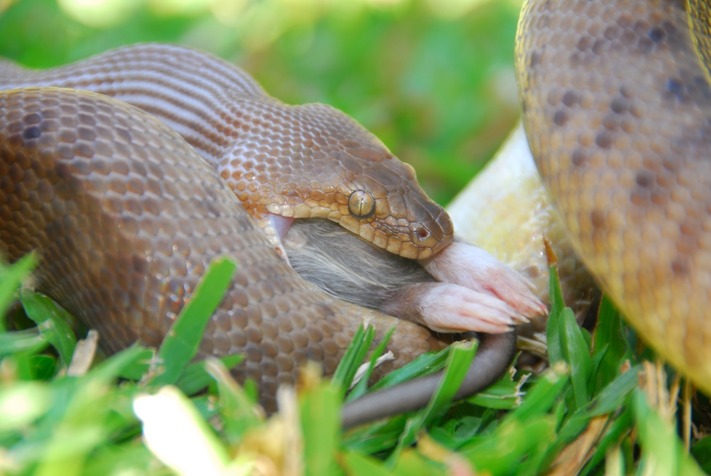 Children's Python showing a small brown body with darker rounded blotches and a narrow python head