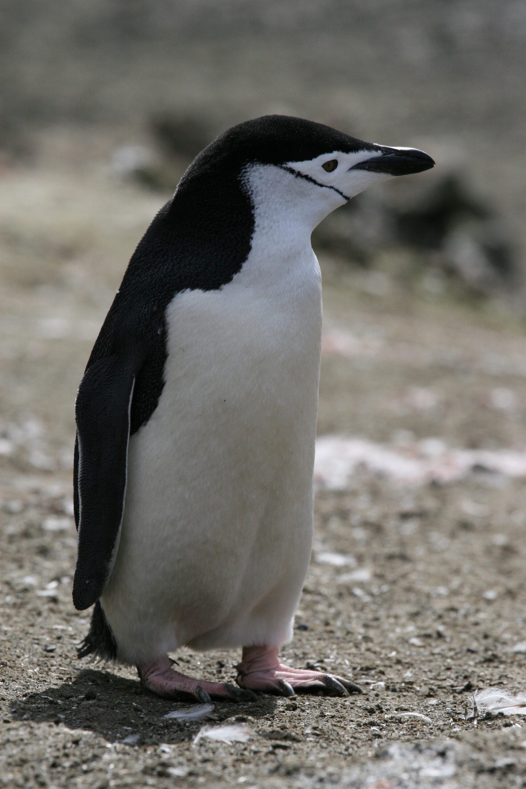 Chinstrap penguin standing on Livingston Island in Antarctica