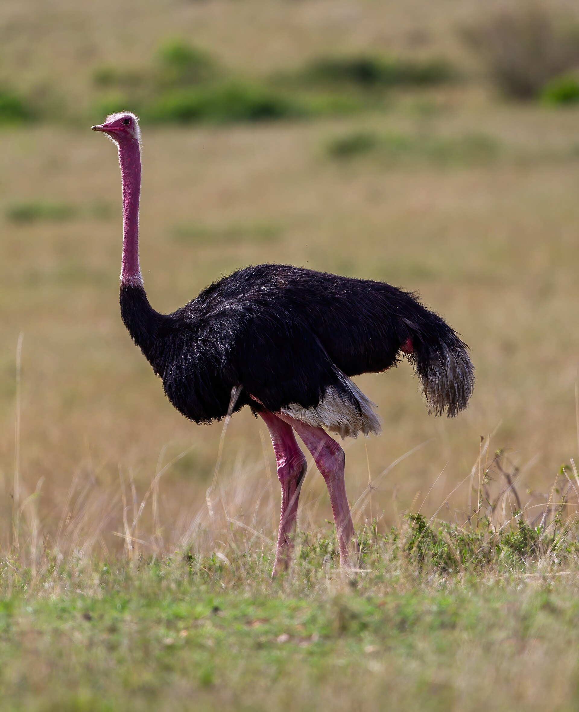 Adult common ostrich standing in African grassland