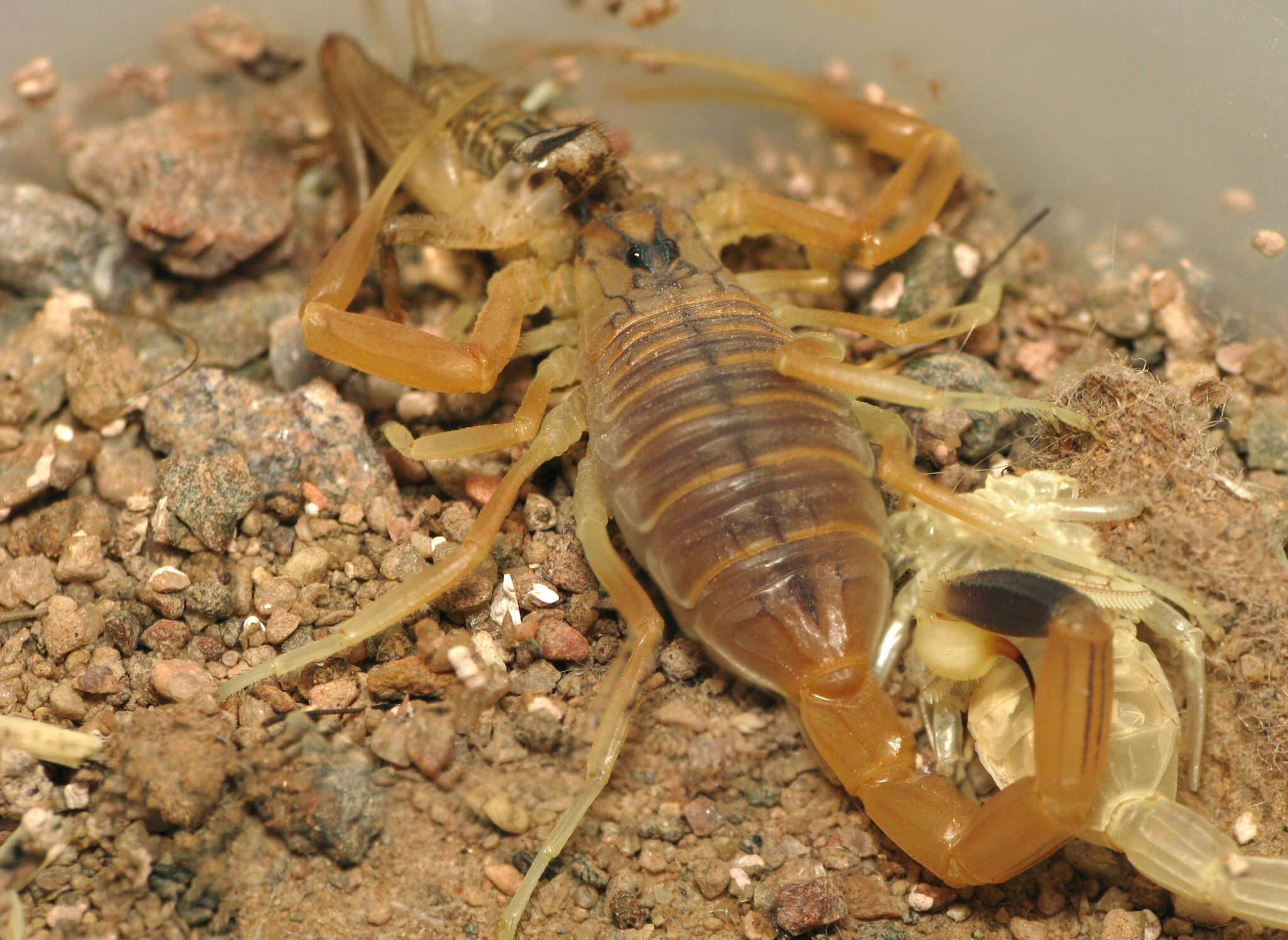 Yellow deathstalker scorpion with raised tail