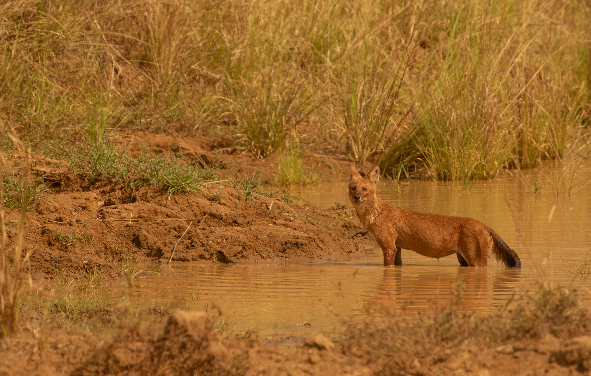 Adult Dhole standing in open grass, showing its rust-red coat, rounded muzzle and dark bushy tail