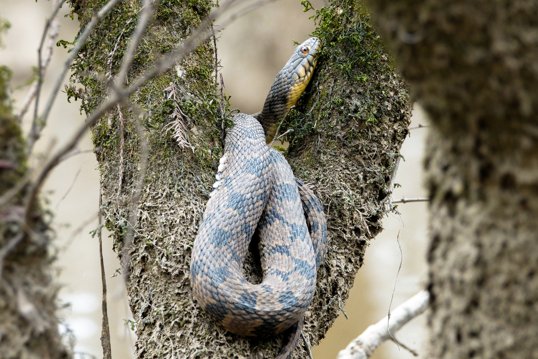 Diamondback water snake showing dark diamond markings