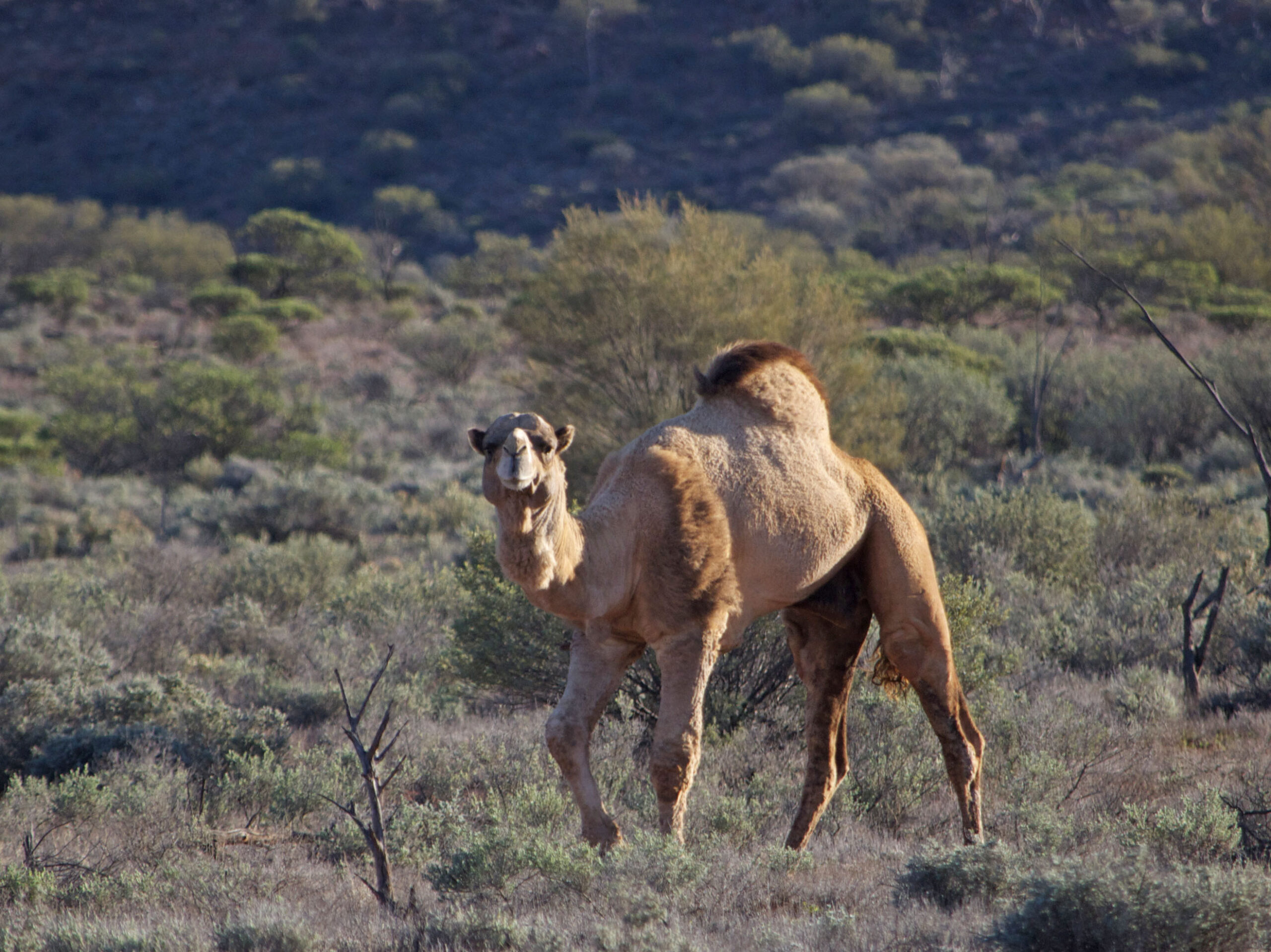 Feral Dromedary Camel standing in the arid South Australian landscape, showing its single hump and long legs