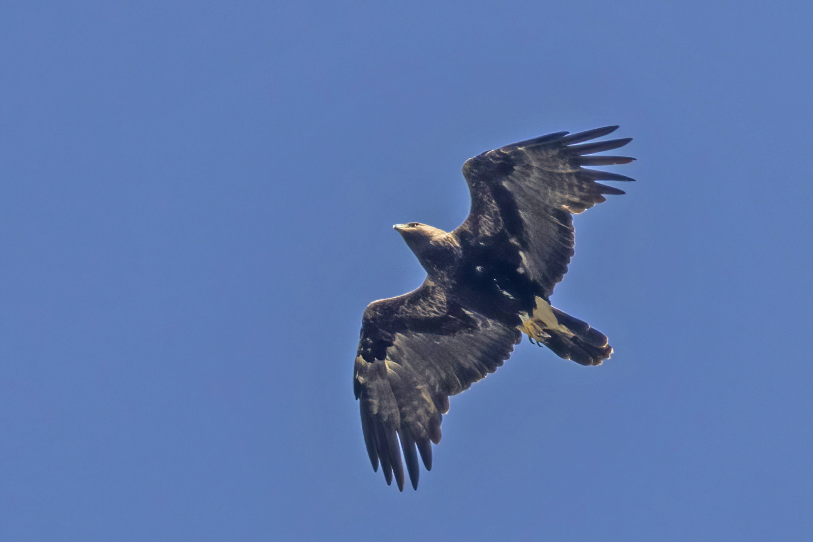 Eastern imperial eagle flying with broad wings spread