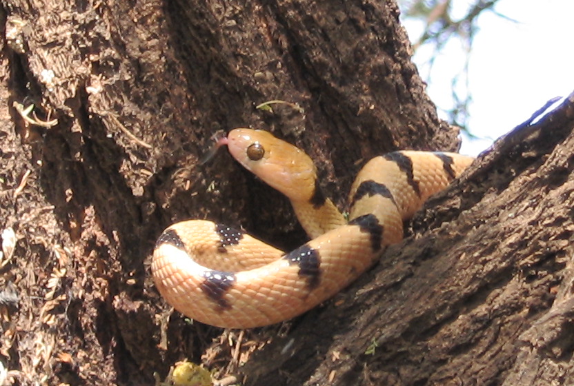 Eastern Tiger Snake climbing through an acacia in central Tanzania